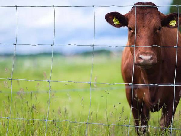 Farm Fence  Field Fence10.jpg