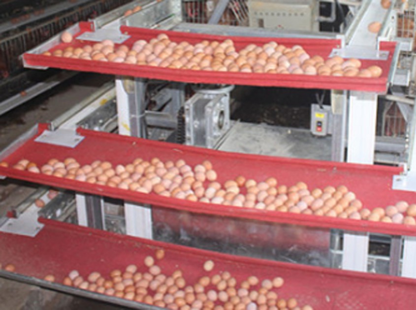 Sistema automático de recolección de huevos