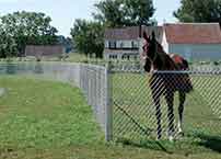 chain link fence for the farm